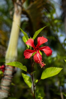 Filipinler 'de Kızıl Hibiscus.