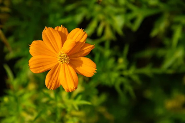 Orange Svavel Cosmos Blomma Filippinerna — Stockfoto