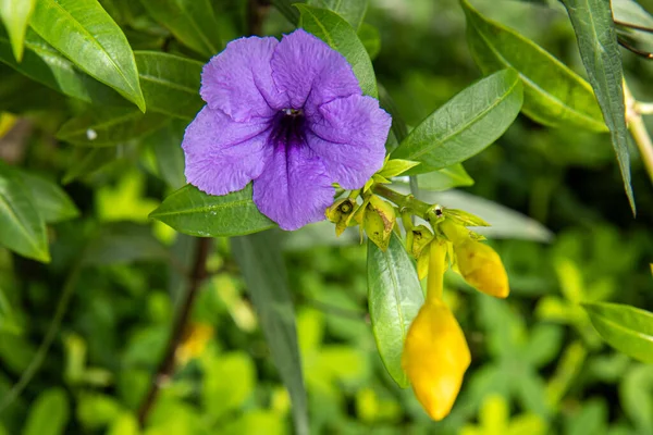 Mexikanische Blauglockenblume Auf Den Philippinen — Stockfoto
