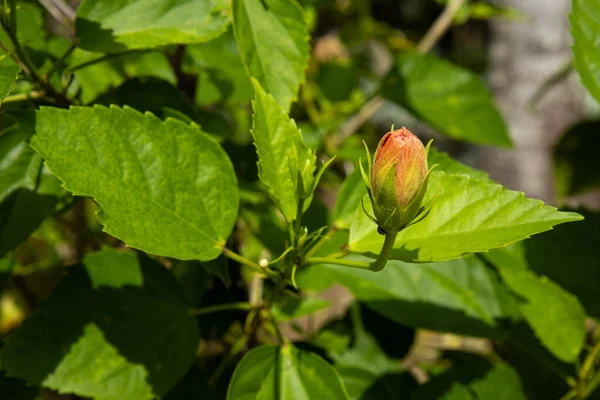 Zbliżenie Hibischus Kwiat Bud Filipinach — Zdjęcie stockowe