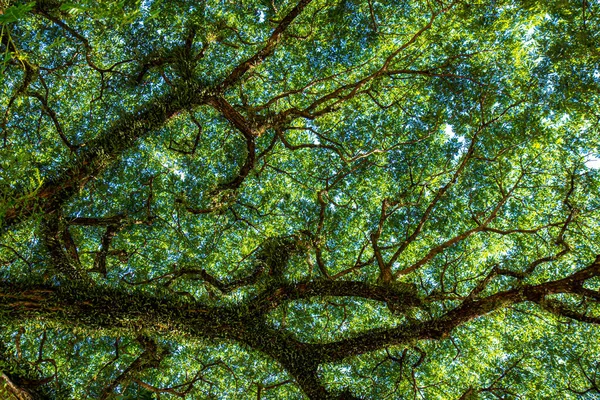Удивительные Деревья Негрос Филиппинах — стоковое фото