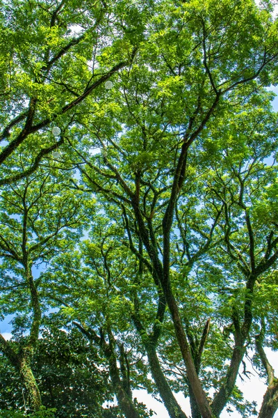 Baum Mit Ästen Und Blättern Bacolod Philippinen Stockfoto