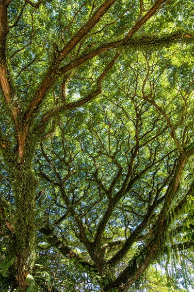 Erstaunliche Bäume Negros Philippinen Stockbild