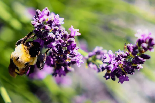 stock image A lone bumblebee working at saving our world, one lavender branch at a time.