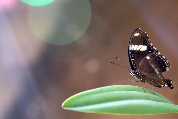 Makro Fotografia Pięknego Ciemnobrązowego Motyla Liściu Pod Promieniami Światła — Zdjęcie stockowe