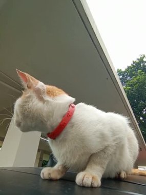  Beyaz ve turuncu bir erkek kedinin kısa bir videosu sabahleyin bölgesini izlerken gülümsüyor. Yüzü gülüyor gibi. Bu video sabah çekildi..