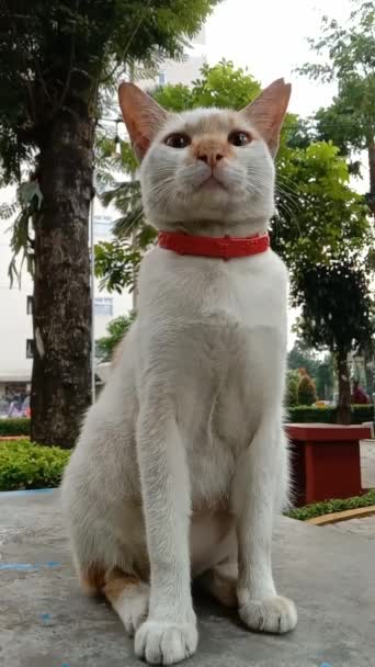 Krátké Video Bílé Oranžové Domácí Kočky Sedě Při Pozorování Zahrady — Stock video