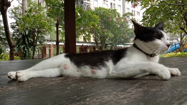 Krátké Video Černobílé Domácí Kočky Leží Odpočinku Odpočinku Dřevěné Podlaze — Stock video