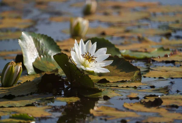 Белые Водяные Лилии Цветущие Естественном Пруду Пруду Chhattisgarh Индия — стоковое фото