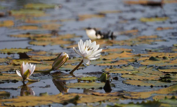 Одинокие Белые Водяные Лилии Цветут Естественном Пруду Пруду Chhattisgarh Индия — стоковое фото