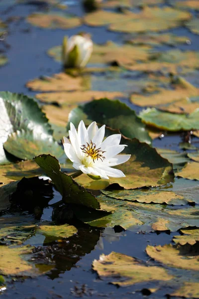 Одинокие Белые Водяные Лилии Цветут Естественном Пруду Пруду Chhattisgarh Индия — стоковое фото