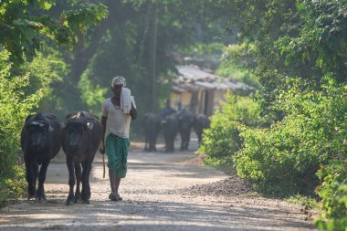 KACHANDA, CHHATTISGARH, INDIA, Kasım 15, 2022: Bir köy adamı yol kenarında ya da yol kenarında iki bufalosuyla yürüyor