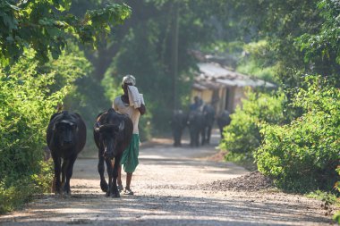 KACHANDA, CHHATTISGARH, INDIA, Kasım 15, 2022: Bir köy adamı yol kenarında ya da yol kenarında iki bufalosuyla yürüyor