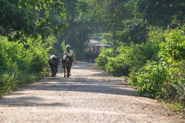 KACHANDA, CHHATTISGARH, INDIA, Kasım 15, 2022: Bir köy adamı yol kenarında ya da yol kenarında iki bufalosuyla yürüyor