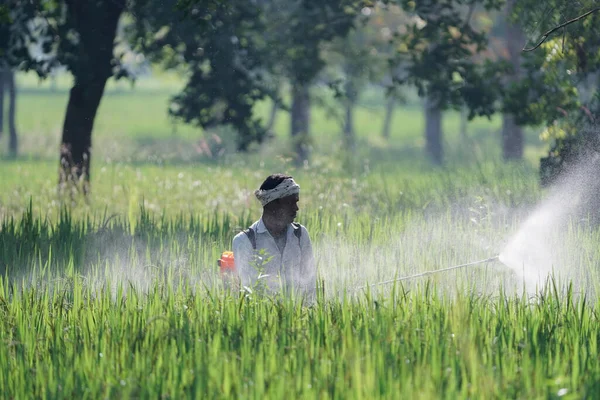 Bauer Versprüht Pestizide Auf Seinem Feld Indischer Bauer Versprüht Pestizide — Stockfoto