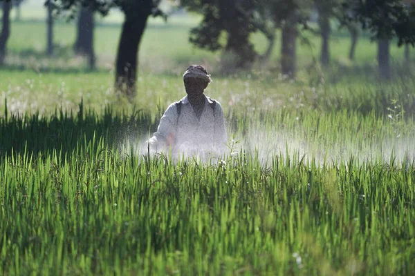 Bauer Versprüht Pestizide Auf Seinem Feld Indischer Bauer Versprüht Pestizide — Stockfoto