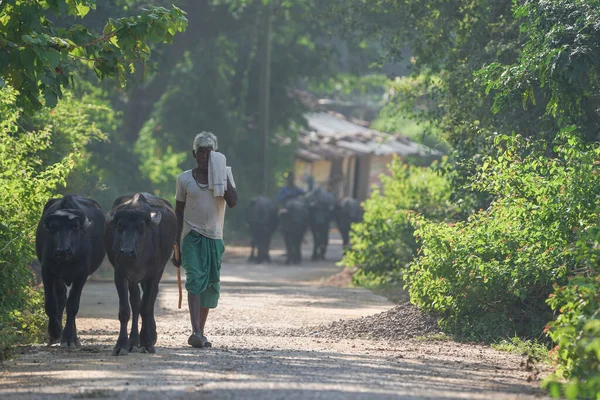 Kachanda Chhattisgarh Indien November 2022 Ein Dorfbewohner Der Morgens Mit — Stockfoto