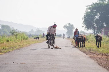 İnsanlar yolda yürüyor, bizonlarla bisiklete biniyor ve bir köpek yolda uyuyor, Hintli köylüler yolda bisiklet sürüyor.