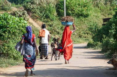 KACHANDA, CHHATTISGARH, İNDİYA, 15 Kasım 2022: Hintli köylüler keçilerle, keçiyle yürüyen adam, Hindistan köyünde yürüyen iki kadın