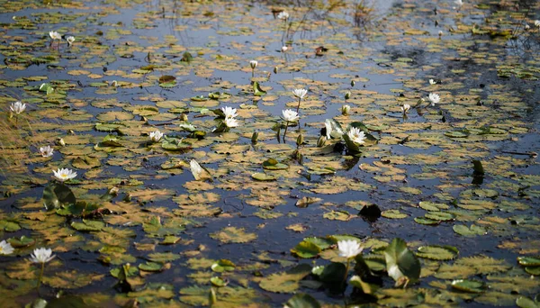 Meervoudige Waterhoudende Witte Lelies Florerend Binnen Natuurlijke Waterplas Waterplas Van — Stockfoto