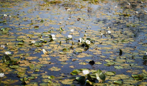 インド チャッティースガルの池の天然池に咲く複数の白い睡蓮 — ストック写真
