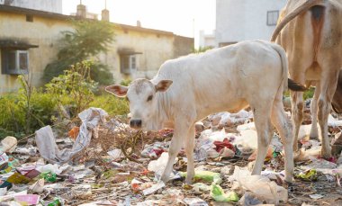 İnek yavrusu çöplükte yemek yiyor. Çöp yığını üzerinde inek cips sebzesi. Çöp yığınından çöp torbası yiyen inek, plastik çöp yiyen inekler.