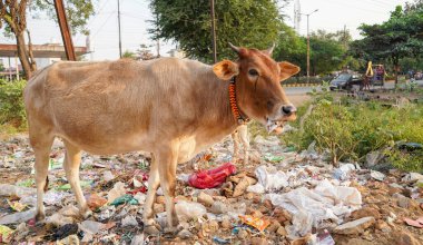 İnekler çöplükte yemek yerler. Çöp yığını üzerinde inek cips bitkisi. İnek çöplükten plastik poşet yer, inekler plastik çöp yer.