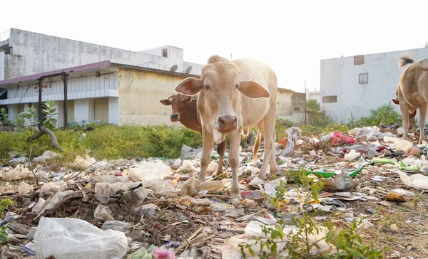 Cows eat food on a garbage dump.Cow chip vegetation on the waste pile.Cow eating trash plastic bag from garbage dump, Cows eating plastic trash