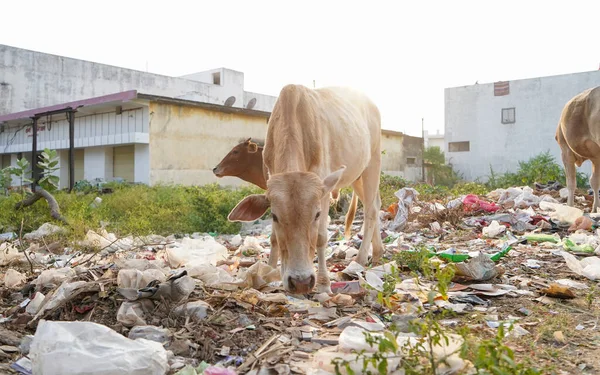 İnekler çöplükte yemek yerler. Çöp yığını üzerinde inek cips bitkisi. İnek çöplükten plastik poşet yer, inekler plastik çöp yer.