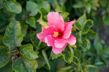 seçici odaklanma, Tropikal Hibiscus 'Ruj' (Hibiscus rosa-sinensis), pembe renkli amber çiçeği