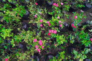 Pembe bahçe gülü, güzel pembe güller bahçesi ya da çocuk odası arka planda gül çiçeği güller bahçesinde bulanık pembe güller. Doğa. seçici odaklanma