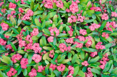 Dikenli taç, Euphorbia milli Desmoul, dikenli çiçek grubu, pembe çiçek seti, Euphorbia milisinin çiçekleri ve yaprakları güneş tarafından parlıyordu, seçici bir şekilde odaklanarak.