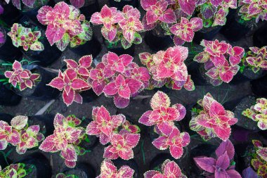 Çok fazla Coleus çiçeği yaprağı var. Doğal coleus bitkisinin güzel perspektifi yaz güneşli bir günde bahçede yapraklanır. Coleus bitki duvar kağıdının dekoratif arka planı, seçici odaklanma