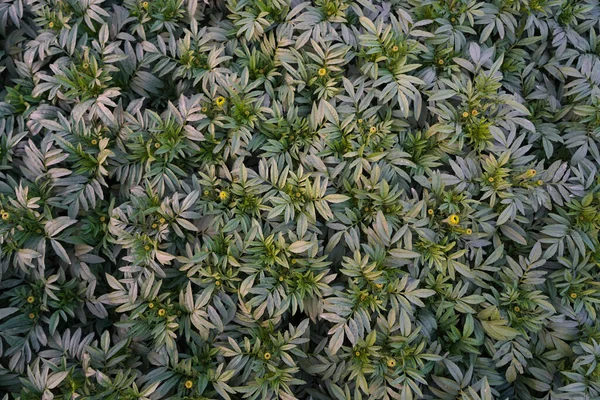 Selektivní Zaostření Marigold Rostlina Bez Květin Pevné Nesourodé Zelené Pozadí — Stock fotografie