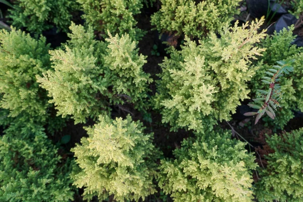 Zielone Rośliny Lub Drzewa Góry Widok Selektywne Ustawianie Ostrości Widok — Zdjęcie stockowe