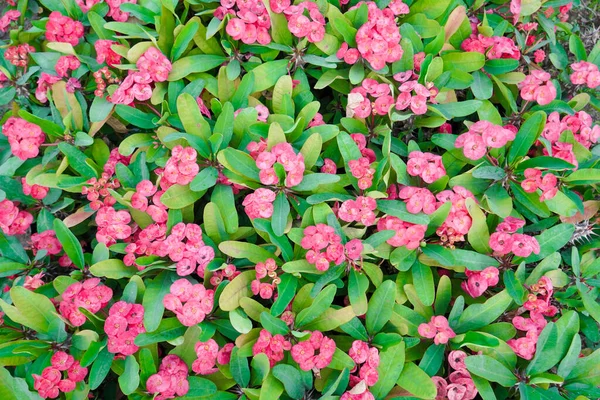 Dikenli taç, Euphorbia milli Desmoul, dikenli çiçek grubu, pembe çiçek seti, Euphorbia milisinin çiçekleri ve yaprakları güneş tarafından parlıyordu, seçici bir şekilde odaklanarak.