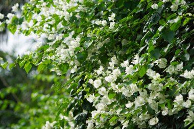 Yakın plan beyaz bougainvillea çiçekleri, Tropikal bougainvillea beyaz çiçekleri, bahçede beyaz çiçek açan Bougainvillea çiçekleri ya da Beyaz Kağıt çiçekleri