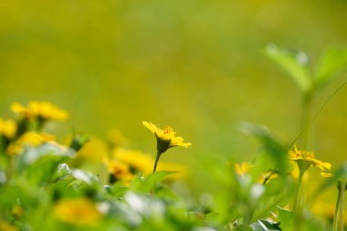 Sphagneticola Trilobata Açık havada açan, Daisy benzeri çiçekler, sselektif odak, sarı papatya çiçekleri grubu, kapalı sarı papatya çiçeği yeşil bulanık arkaplan