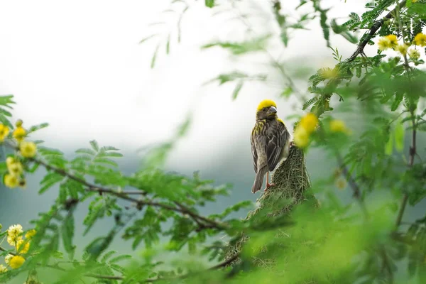 Asya Baya Weaver - Çok dokumacı (Ploceus philippinus), Hindistan ve Güneydoğu Asya 'da bulunan bir dokumacı kuş türü. Bu kuş sürüleri otlaklarda uçmaya hazır olarak bulunurlar.