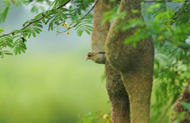 Ağacın üzerinde oturan Baya dokumacı, Maskeli Weaver; Ploceus Velatus, baya wevaer serçe kuşu, altın dokumacı
