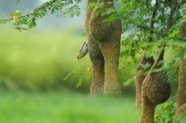 Ağacın üzerinde oturan Baya dokumacı, Maskeli Weaver; Ploceus Velatus, baya wevaer serçe kuşu, altın dokumacı