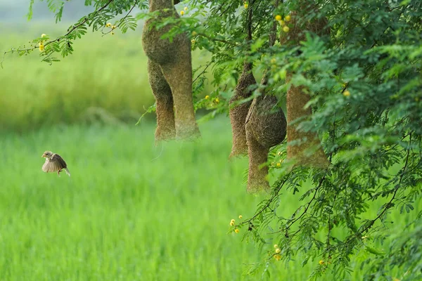 Baya dokumacı kuşu ve yuvası, Altın Baya dokumacı Yuvası Ağaçta