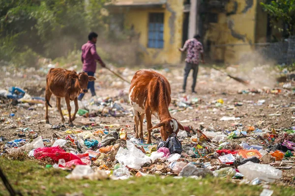 stock image December, 2022, Raipur, India: two workers cleaning garbages in dumping area, workers cleaning dumping site, pollution control, pollution concept