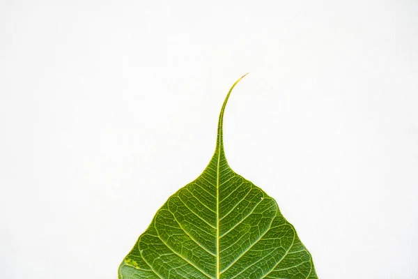 Peepal Leaf Bodhi Leaf Sacred Fig Leaf Isolated White Background — Stock Photo, Image