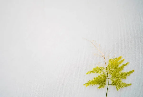 Kuşkonmaz eğreltiotu yeşil yaprağı beyaz arka planda, yeşil yaprak beyaz zeminde, tropikal yapraklar.