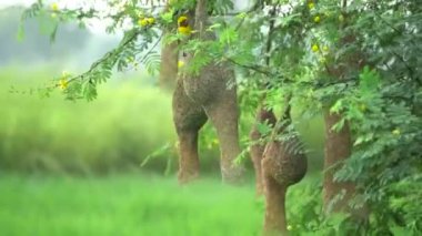 Güzel Asyalı Baya Weaver serçesinin görüntüsü, Sarı Baya dokumacı yuvasında oturuyor, uçuyor ve ağaç dalında oynuyor.