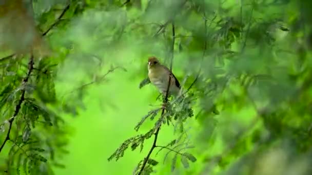 Güzel Asyalı Baya Weaver Serçesinin Görüntüsü Sarı Baya Dokumacı Oturmuş — Stok video