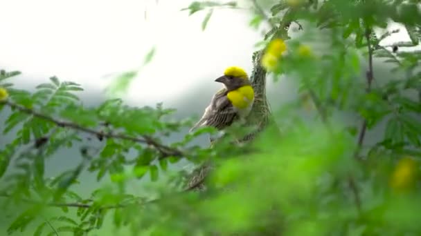 美丽的亚洲八亚织女麻雀的剪影 黄色八亚织女坐在树枝上玩耍 — 图库视频影像