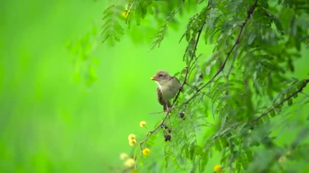Footage Clip Beautiful Asian Baya Weaver Sparrow Yellow Baya Weaver — Stock Video