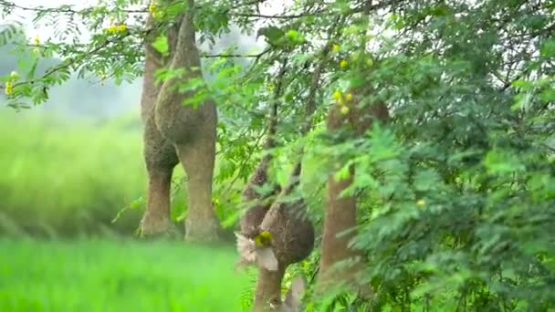 美丽的亚洲八亚织女麻雀的剪影 黄色八亚织女坐在巢上 在树枝上飞舞 — 图库视频影像
